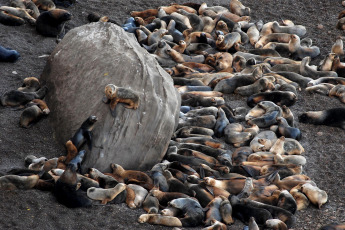 Viedma, Argentina.- In the photos taken on August 25, 2023, it shows sea lions in Viedma, in Río Negro. More than a dozen specimens of sea lions were found dead or with symptoms of avian influenza between the El Cóndor Spa and the Punta Bermeja de Viedma natural protected area, in Río Negro, according to members of the Secretary of Environment and Climate Change of Río Negro and from the local Municipality.