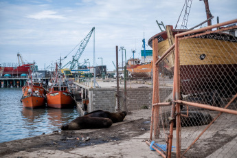 Mar del Plata, Argentina.- In the photos taken on August 31, 2023, it shows sea lions on the shores of the coastal city of Mar del Plata. Bird flu shook the colony of sea lions in the port of Mar del Plata and the neighbor of Quequén, one of its busiest meeting points. To date, between both destinations and in less than a week, some 100 deaths have been added.