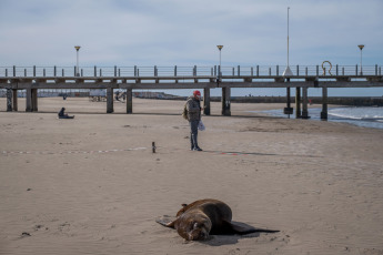 Mar del Plata, Argentina.- In the photos taken on August 29, 2023, it shows sea lions killed by bird flu on the beaches of Mar del Plata, Argentina. Within the framework of the avian flu outbreak that affects sea lions in Argentina, the National Service for Food Health and Quality (Senasa) announced the confirmation of three new positive cases. The number of infections in marine mammals is increasing day by day and the authorities advise avoiding access to the beaches or affected areas.