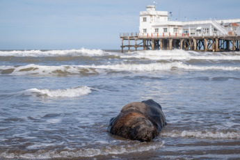 Mar del Plata, Argentina.- In the photos taken on August 29, 2023, it shows sea lions killed by bird flu on the beaches of Mar del Plata, Argentina. Within the framework of the avian flu outbreak that affects sea lions in Argentina, the National Service for Food Health and Quality (Senasa) announced the confirmation of three new positive cases. The number of infections in marine mammals is increasing day by day and the authorities advise avoiding access to the beaches or affected areas.