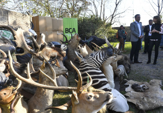 Buenos Aires, Argentina.- En las fotos tomadas el 30 de agosto del 2023, durante un operativo, autoridades destruyen miles de trofeos de caza producto del tráfico de fauna silvestre. El operativo, que tuvo lugar en el municipio bonaerense de San Fernando, estuvo encabezado por el ministro de Ambiente y Desarrollo Sostenible, Juan Cabandié, quien anunció además que impulsará un proyecto de ley para prohibir la importación, exportación y tránsito por el país de trofeos de caza.