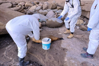 Rio Negro, Argentina.- In the photos taken on August 30, 2023, health authorities inspect a sea lion found dead on the coast of Rio Negro, Argentina. An epidemic of bird flu on the extensive Argentine Atlantic coast has claimed the lives of a hundred sea lions. "More than 50 dead specimens have been counted along the coast and many others with symptoms compatible with avian influenza," said the Secretary for the Environment of the province of Río Negro (Southern Patagonia), in a statement.