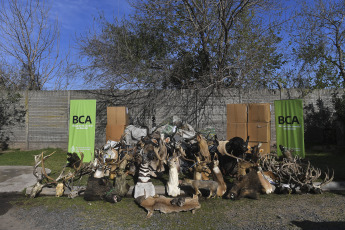 Buenos Aires, Argentina.- In the photos taken on August 30, 2023, during an operation, authorities destroy thousands of hunting trophies resulting from wildlife trafficking. The operation, which took place in the Buenos Aires municipality of San Fernando, was led by the Minister of Environment and Sustainable Development, Juan Cabandié, who also announced that he will promote a bill to prohibit the import, export and transit through the country of trophies hunting.