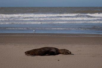 Mar del Plata, Argentina.- In the photos taken on August 29, 2023, it shows sea lions killed by bird flu on the beaches of Mar del Plata, Argentina. Within the framework of the avian flu outbreak that affects sea lions in Argentina, the National Service for Food Health and Quality (Senasa) announced the confirmation of three new positive cases. The number of infections in marine mammals is increasing day by day and the authorities advise avoiding access to the beaches or affected areas.