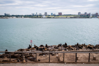 Mar del Plata, Argentina.- In the photos taken on August 31, 2023, it shows sea lions on the shores of the coastal city of Mar del Plata. Bird flu shook the colony of sea lions in the port of Mar del Plata and the neighbor of Quequén, one of its busiest meeting points. To date, between both destinations and in less than a week, some 100 deaths have been added.