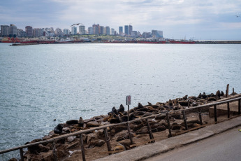 Mar del Plata, Argentina.- In the photos taken on August 31, 2023, it shows sea lions on the shores of the coastal city of Mar del Plata. Bird flu shook the colony of sea lions in the port of Mar del Plata and the neighbor of Quequén, one of its busiest meeting points. To date, between both destinations and in less than a week, some 100 deaths have been added.