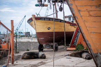 Mar del Plata, Argentina.- En las fotos tomadas el 31 de agosto del 2023, muestra a lobos marinos en las costas de la ciudad costera de Mar del Plata. La gripe aviar sacudió a la colonia de lobos marinos del puerto de Mar del Plata y el vecino de Quequén uno de sus más concurridos puntos de encuentro. A la fecha, entre ambos destinos y en menos de una semana, se sumaron unos 100 fallecidos.