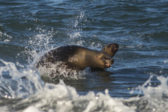 Viedma, Argentina.- In the photos taken on August 25, 2023, it shows sea lions in Viedma, in Río Negro. More than a dozen specimens of sea lions were found dead or with symptoms of avian influenza between the El Cóndor Spa and the Punta Bermeja de Viedma natural protected area, in Río Negro, according to members of the Secretary of Environment and Climate Change of Río Negro and from the local Municipality.