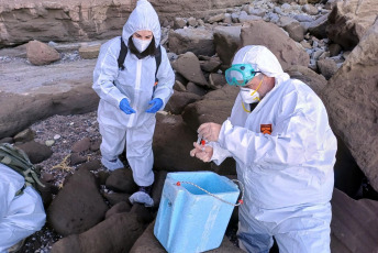 Rio Negro, Argentina.- In the photos taken on August 30, 2023, health authorities inspect a sea lion found dead on the coast of Rio Negro, Argentina. An epidemic of bird flu on the extensive Argentine Atlantic coast has claimed the lives of a hundred sea lions. "More than 50 dead specimens have been counted along the coast and many others with symptoms compatible with avian influenza," said the Secretary for the Environment of the province of Río Negro (Southern Patagonia), in a statement.