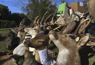 Buenos Aires, Argentina.- In the photos taken on August 30, 2023, during an operation, authorities destroy thousands of hunting trophies resulting from wildlife trafficking. The operation, which took place in the Buenos Aires municipality of San Fernando, was led by the Minister of Environment and Sustainable Development, Juan Cabandié, who also announced that he will promote a bill to prohibit the import, export and transit through the country of trophies hunting.