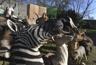 Buenos Aires, Argentina.- En las fotos tomadas el 30 de agosto del 2023, durante un operativo, autoridades destruyen miles de trofeos de caza producto del tráfico de fauna silvestre. El operativo, que tuvo lugar en el municipio bonaerense de San Fernando, estuvo encabezado por el ministro de Ambiente y Desarrollo Sostenible, Juan Cabandié, quien anunció además que impulsará un proyecto de ley para prohibir la importación, exportación y tránsito por el país de trofeos de caza.