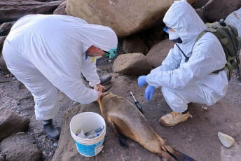 Rio Negro, Argentina.- In the photos taken on August 30, 2023, health authorities inspect a sea lion found dead on the coast of Rio Negro, Argentina. An epidemic of bird flu on the extensive Argentine Atlantic coast has claimed the lives of a hundred sea lions. "More than 50 dead specimens have been counted along the coast and many others with symptoms compatible with avian influenza," said the Secretary for the Environment of the province of Río Negro (Southern Patagonia), in a statement.