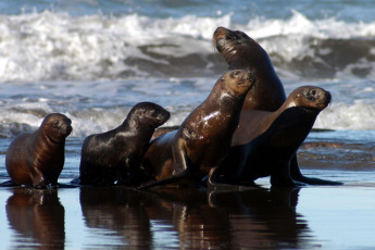 Viedma, Argentina.- In the photos taken on August 25, 2023, it shows sea lions in Viedma, in Río Negro. More than a dozen specimens of sea lions were found dead or with symptoms of avian influenza between the El Cóndor Spa and the Punta Bermeja de Viedma natural protected area, in Río Negro, according to members of the Secretary of Environment and Climate Change of Río Negro and from the local Municipality.