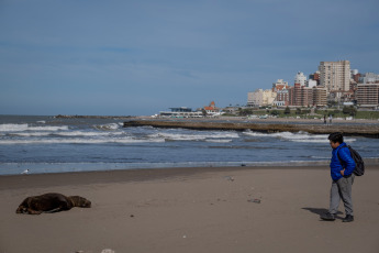 Mar del Plata, Argentina.- In the photos taken on August 29, 2023, it shows sea lions killed by bird flu on the beaches of Mar del Plata, Argentina. Within the framework of the avian flu outbreak that affects sea lions in Argentina, the National Service for Food Health and Quality (Senasa) announced the confirmation of three new positive cases. The number of infections in marine mammals is increasing day by day and the authorities advise avoiding access to the beaches or affected areas.