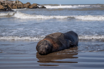 Mar del Plata, Argentina.- In the photos taken on August 29, 2023, it shows sea lions killed by bird flu on the beaches of Mar del Plata, Argentina. Within the framework of the avian flu outbreak that affects sea lions in Argentina, the National Service for Food Health and Quality (Senasa) announced the confirmation of three new positive cases. The number of infections in marine mammals is increasing day by day and the authorities advise avoiding access to the beaches or affected areas.