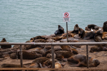 Mar del Plata, Argentina.- In the photos taken on August 31, 2023, it shows sea lions on the shores of the coastal city of Mar del Plata. Bird flu shook the colony of sea lions in the port of Mar del Plata and the neighbor of Quequén, one of its busiest meeting points. To date, between both destinations and in less than a week, some 100 deaths have been added.