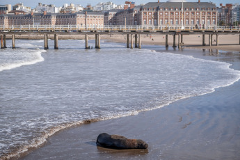 Mar del Plata, Argentina.- En las fotos tomadas el 29 de agosto del 2023, muestra a lobos marinos muertos por gripe aviar en las playas de Mar del Plata, Argentina. En el marco del brote de gripe aviar que afecta a lobos marinos en Argentina, el Servicio Nacional de Sanidad y Calidad Agroalimentaria (Senasa) anunció la confirmación de tres nuevos casos positivos. La cifra de infecciones en mamíferos marinos aumenta día a día y las autoridades aconsejan evitar el acceso a las playas o áreas afectadas.