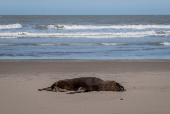 Mar del Plata, Argentina.- In the photos taken on August 29, 2023, it shows sea lions killed by bird flu on the beaches of Mar del Plata, Argentina. Within the framework of the avian flu outbreak that affects sea lions in Argentina, the National Service for Food Health and Quality (Senasa) announced the confirmation of three new positive cases. The number of infections in marine mammals is increasing day by day and the authorities advise avoiding access to the beaches or affected areas.