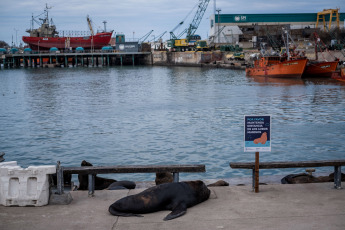 Mar del Plata, Argentina.- En las fotos tomadas el 31 de agosto del 2023, muestra a lobos marinos en las costas de la ciudad costera de Mar del Plata. La gripe aviar sacudió a la colonia de lobos marinos del puerto de Mar del Plata y el vecino de Quequén uno de sus más concurridos puntos de encuentro. A la fecha, entre ambos destinos y en menos de una semana, se sumaron unos 100 fallecidos.