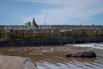 Mar del Plata, Argentina.- In the photos taken on August 29, 2023, it shows sea lions killed by bird flu on the beaches of Mar del Plata, Argentina. Within the framework of the avian flu outbreak that affects sea lions in Argentina, the National Service for Food Health and Quality (Senasa) announced the confirmation of three new positive cases. The number of infections in marine mammals is increasing day by day and the authorities advise avoiding access to the beaches or affected areas.