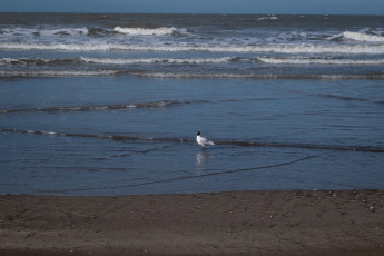 Mar del Plata, Argentina.- In the photos taken on August 29, 2023, it shows sea lions killed by bird flu on the beaches of Mar del Plata, Argentina. Within the framework of the avian flu outbreak that affects sea lions in Argentina, the National Service for Food Health and Quality (Senasa) announced the confirmation of three new positive cases. The number of infections in marine mammals is increasing day by day and the authorities advise avoiding access to the beaches or affected areas.