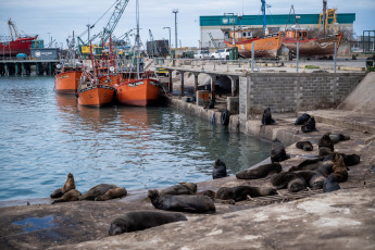 Mar del Plata, Argentina.- In the photos taken on August 31, 2023, it shows sea lions on the shores of the coastal city of Mar del Plata. Bird flu shook the colony of sea lions in the port of Mar del Plata and the neighbor of Quequén, one of its busiest meeting points. To date, between both destinations and in less than a week, some 100 deaths have been added.