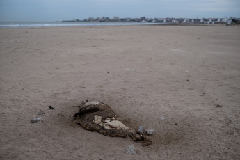 Mar del Plata, Argentina.- En las fotos tomadas el 31 de agosto del 2023, muestra a lobos marinos en las costas de la ciudad costera de Mar del Plata. La gripe aviar sacudió a la colonia de lobos marinos del puerto de Mar del Plata y el vecino de Quequén uno de sus más concurridos puntos de encuentro. A la fecha, entre ambos destinos y en menos de una semana, se sumaron unos 100 fallecidos.