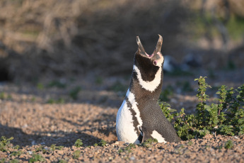 Chubut, Argentina.- In the photos taken on September 18, 2023, it shows the first Magellanic penguins of the season, which began to arrive at the Chubut coast to take possession of the nests in the area of Punta Tombo and Punta Clara. , 80 km south of Rawson, the provincial capital, where the highest concentration of the species occurs.