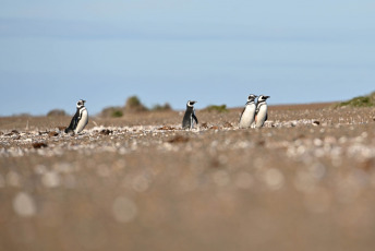 Chubut, Argentina.- In the photos taken on September 18, 2023, it shows the first Magellanic penguins of the season, which began to arrive at the Chubut coast to take possession of the nests in the area of Punta Tombo and Punta Clara. , 80 km south of Rawson, the provincial capital, where the highest concentration of the species occurs.