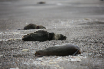 Río Negro, Argentina.- In the photos taken on September 28, 2023, they show dead sea lions on the coast of Rio Negro. Avian flu is an epidemic that has hit several parts of the country, from Mar del Plata to Rio Negro, where a total of 935 dead animals have been recorded since August. It is still unknown how this virus harmed this species and possible hypotheses and a new strain are being investigated.