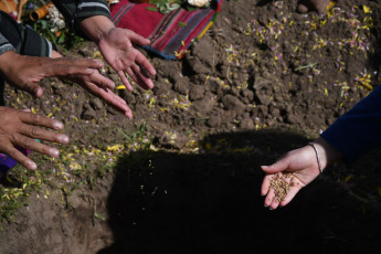 Buenos Aires, Argentina.- In the photos taken on August 31, 2023, members of indigenous peoples celebrate Pachamama on Martin Garcia Island. With offerings, sahumos and sounds of sacred shells, native peoples celebrated Pachamama in this place considered an "environmental jewel" in the middle of the Río de la Plata, with an ancestral ceremony where a mouth was opened in the earth to treat it with food.