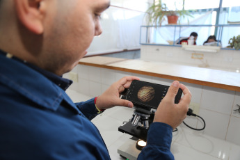 Tucumán, Argentina.- En las fotos tomadas el 27 de septiembre del 2023, tras descubrir unas larvas de polilla en el patio de su casa que llamaron su atención, el estudiante de Licenciatura en Genética Hernán Figueredo inició un trabajo con el apoyo del Programa de Investigación Entomología de Misiones (PrEM) y del Instituto de Entomología Miguel Lillo de Tucumán, en la que se descubrió que se trataba de una nueva especie de mariposa nocturna del género "Macaria".