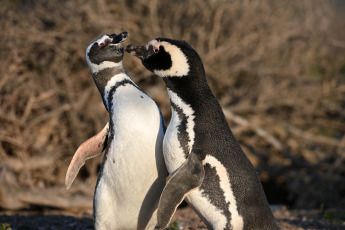 Chubut, Argentina.- In the photos taken on September 18, 2023, it shows the first Magellanic penguins of the season, which began to arrive at the Chubut coast to take possession of the nests in the area of Punta Tombo and Punta Clara. , 80 km south of Rawson, the provincial capital, where the highest concentration of the species occurs.