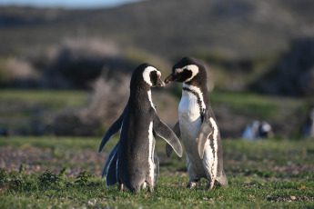 Chubut, Argentina.- En las fotos tomadas el 18 de septiembre del 2023, muestra a los primeros pingüinos de Magallanes de la temporada, que comenzaron a llegar a la costa chubutense para tomar posesión de los nidos en la zona de Punta Tombo y Punta Clara, 80 km al sur de Rawson, la capital provincial, donde se produce la mayor concentración de la especie.