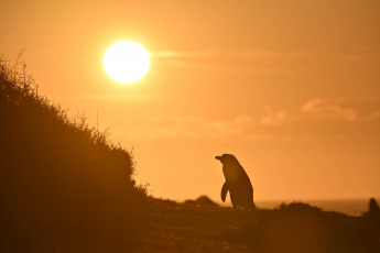 Chubut, Argentina.- In the photos taken on September 18, 2023, it shows the first Magellanic penguins of the season, which began to arrive at the Chubut coast to take possession of the nests in the area of Punta Tombo and Punta Clara. , 80 km south of Rawson, the provincial capital, where the highest concentration of the species occurs.