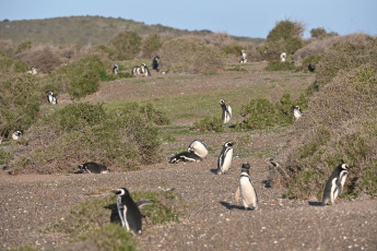 Chubut, Argentina.- In the photos taken on September 18, 2023, it shows the first Magellanic penguins of the season, which began to arrive at the Chubut coast to take possession of the nests in the area of Punta Tombo and Punta Clara. , 80 km south of Rawson, the provincial capital, where the highest concentration of the species occurs.