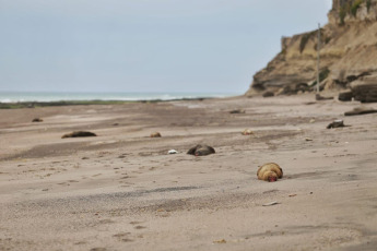 Río Negro, Argentina.- In the photos taken on September 28, 2023, they show dead sea lions on the coast of Rio Negro. Avian flu is an epidemic that has hit several parts of the country, from Mar del Plata to Rio Negro, where a total of 935 dead animals have been recorded since August. It is still unknown how this virus harmed this species and possible hypotheses and a new strain are being investigated.