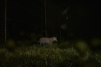 Corrientes, Argentina.- En las fotos tomadas el 4 de octubre del 2023, autoridades liberaron a un segundo ejemplar de yaguareté silvestre en los Esteros del Iberá, provincia de Corrientes, informó la Fundación Rewilding Argentina. Esta acción, marcó el segundo retorno de un yaguareté de origen silvestre a su hábitat en la provincia como parte de un proyecto de reintroducción.