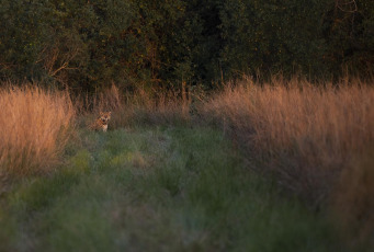 Corrientes, Argentina.- En las fotos tomadas el 4 de octubre del 2023, autoridades liberaron a un segundo ejemplar de yaguareté silvestre en los Esteros del Iberá, provincia de Corrientes, informó la Fundación Rewilding Argentina. Esta acción, marcó el segundo retorno de un yaguareté de origen silvestre a su hábitat en la provincia como parte de un proyecto de reintroducción.