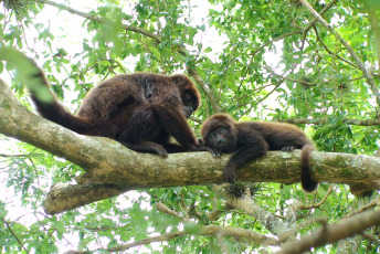 Misiones, Argentina.- In the photos taken on October 18, 2023, researchers from the Institute of Subtropical Biology (IBS), in Misiones, participate in a program to reintroduce red howler monkeys to Argentina, bringing specimens of the species from Brazil. , which have the same genetic characteristics.