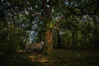 Corrientes, Argentina.- En las fotos tomadas el 4 de octubre del 2023, autoridades liberaron a un segundo ejemplar de yaguareté silvestre en los Esteros del Iberá, provincia de Corrientes, informó la Fundación Rewilding Argentina. Esta acción, marcó el segundo retorno de un yaguareté de origen silvestre a su hábitat en la provincia como parte de un proyecto de reintroducción.