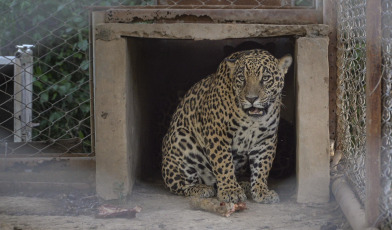 Corrientes, Argentina.- En las fotos tomadas el 4 de octubre del 2023, autoridades liberaron a un segundo ejemplar de yaguareté silvestre en los Esteros del Iberá, provincia de Corrientes, informó la Fundación Rewilding Argentina. Esta acción, marcó el segundo retorno de un yaguareté de origen silvestre a su hábitat en la provincia como parte de un proyecto de reintroducción.