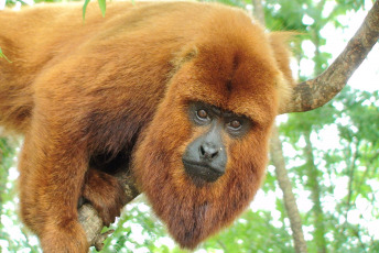 Misiones, Argentina.- In the photos taken on October 18, 2023, researchers from the Institute of Subtropical Biology (IBS), in Misiones, participate in a program to reintroduce red howler monkeys to Argentina, bringing specimens of the species from Brazil. , which have the same genetic characteristics.