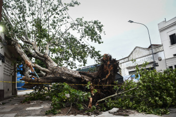 Buenos Aires, Argentina.- En las fotos tomadas el 19 de diciembre del 2023, el Gobierno de la ciudad de Buenos Aires mantiene un operativo para atender los más de 5.000 reportes de árboles caídos o por caer, cables cortados o colgando, carteles rotos y otras consecuencias del temporal que afectó la región del Área Metropolitana de Buenos Aires (AMBA), se informó oficialmente. El Gobierno de la provincia de Buenos Aires declaró este lunes el estado de emergencia y duelo para las próximas 72 horas en su territorio a causa del temporal sufrido este fin de semana que dejó al menos 14 muertos y numerosos destrozos.