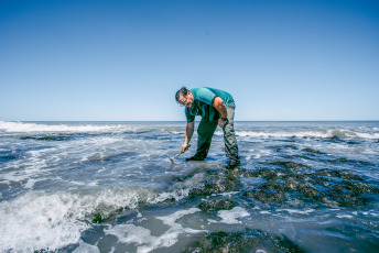 Mar del Plata, Argentina.- In the photos taken on December 13, 2023, paleontologist Matías Taglioretti, from Natural Sciences, investigates the place where a young man and his father found fossil remains belonging to a Toxodon in the ravines of the north of the city of Mar del Plata. The Toxodon is a native South American animal similar in appearance to hippopotamuses and could measure about 3.5 meters long and 1.60 meters high, reported the Natural Sciences Museum of this Buenos Aires city.