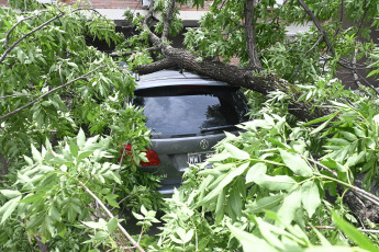 Buenos Aires, Argentina.- En las fotos tomadas el 20 de diciembre del 2023, personal del gobierno de la Ciudad de Buenos Aires continúan con los trabajos para despejar las calles de árboles, ramas y cables caídos provocados por el temporal. El Gobierno de la Ciudad, mediante un Decreto, creó un Régimen Especial de Subsidios para los damnificados por la “catástrofe meteorológica extraordinaria” del domingo 17 de diciembre para atender y paliar los daños ocasionados por los fuertes vientos que hayan sufrido tanto bienes inmuebles como automotores radicados en la Ciudad.