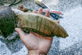 Mar del Plata, Argentina.- En las fotos tomadas el 13 de diciembre del 2023, el paleontólogo Matías Taglioretti, de Ciencias Naturales, investiga en el lugar donde un joven y su padre encontraron restos fósiles pertenecientes a un Toxodon por las barrancas del norte de la ciudad de Mar del Plata. El Toxodon, es un animal nativo sudamericano similar en aspecto a los hipopótamos y que podía medir unos 3.5 metros de largo y 1.60 de alto, informó el museo de Ciencias Naturales de esta ciudad bonaerense.