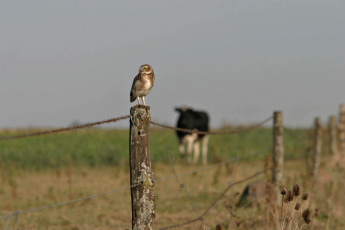 Buenos Aires.- In the photo taken on January 8, 2024, Argentine fields. According to an official statement of the Oil Industry Chamber of the Argentine Republic (CIARA) and the Center of Cereal Exporters (CEC), during 2023 were admitted a total of $ 19,742 million, almost half of 2022. In December, agroexporters earned $1,245 million, which implied an annual fall of 66%. Unlike the last three campaigns, will have this summer -hand in hand with the phenomenon of El Niño'- a rainy regime according to crops and without a strong heat wave that can affect the plantations, although the sector is concerned about the possibility of continuing violent weather events such as those that occurred in recent weeks, with strong gusts of wind and hail.