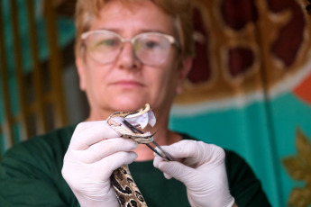 Corrientes, Argentina.- In the photos taken on January 2, 2024, by applying a protocol of good practices in scientific work with snakes, a university center in Corrientes managed to extend the life and reduce accidents of poisonous snakes, in a key task for the study of the primary input of a life-saving antidote such as serum to cure yarará bites.