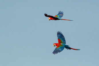 Corrientes, Argentina.- En las fotos tomadas el 20 de enero del 2024, la abundante riqueza natural de los correntinos Esteros del Iberá, destino que se posiciona como la novedosa "meca" del avistamiento de aves, es uno de los cuatro circuitos más visitados en Argentina por entusiastas de una práctica que no solo conecta a la persona con la naturaleza, sino que incide en la concientización ambiental, las economías locales y el mercado turístico.